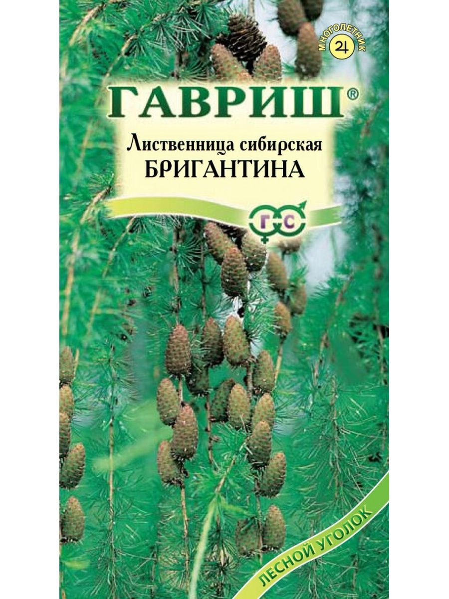 лиственница сибирская бригантина фото