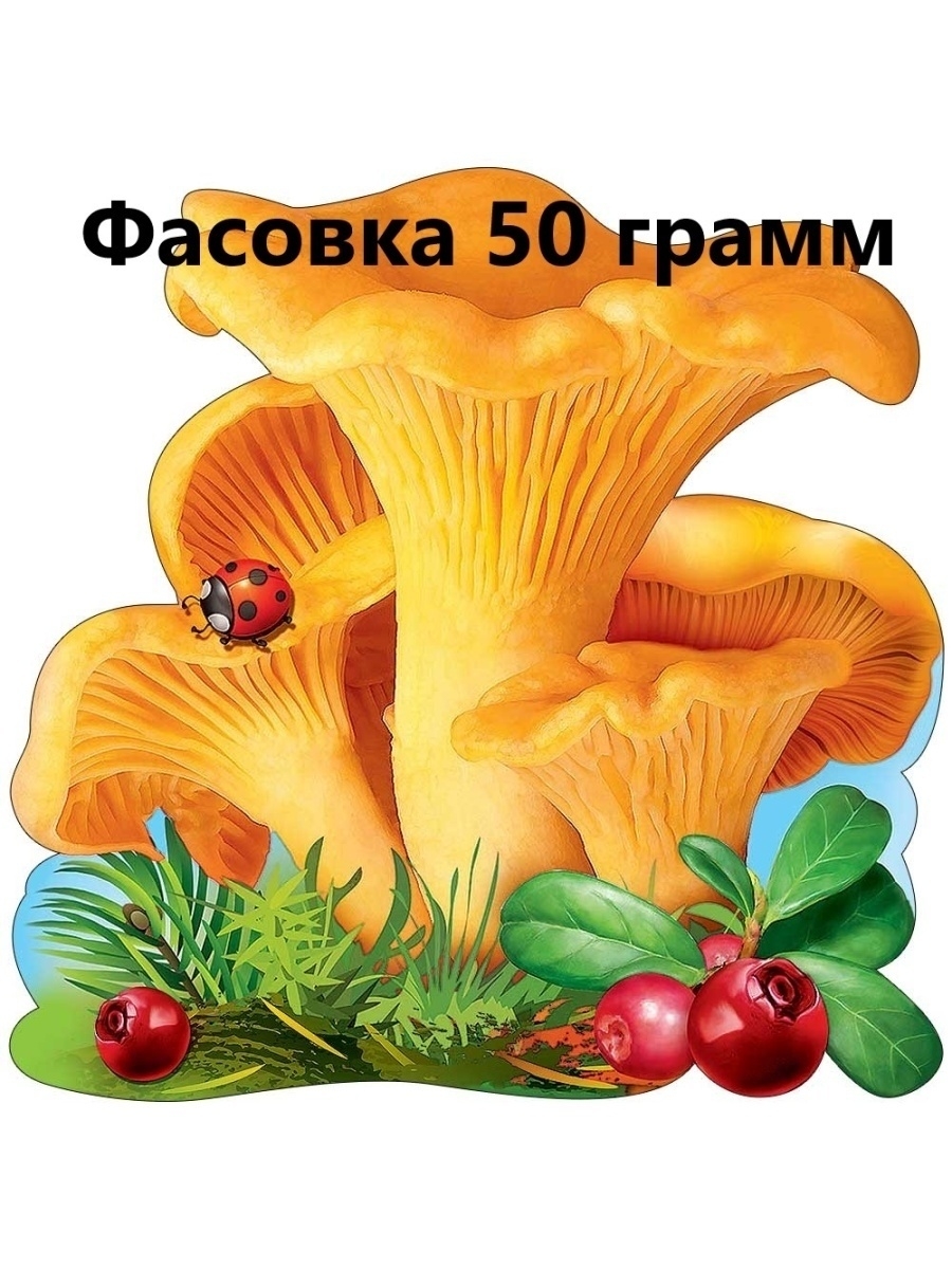 белый гриб картинки для детей цветные