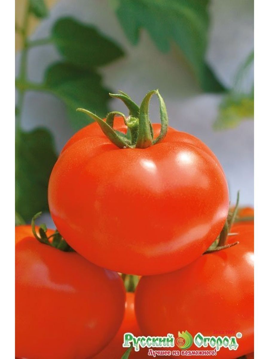 Сорт помидор волгоградец