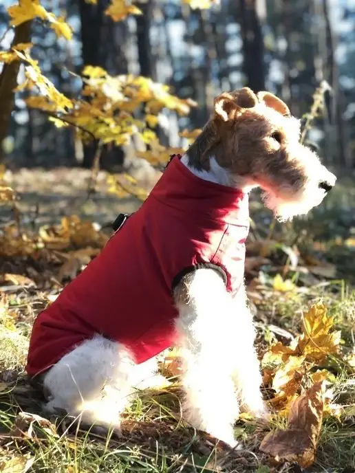 Одежда для собаки: 49 предложений в России