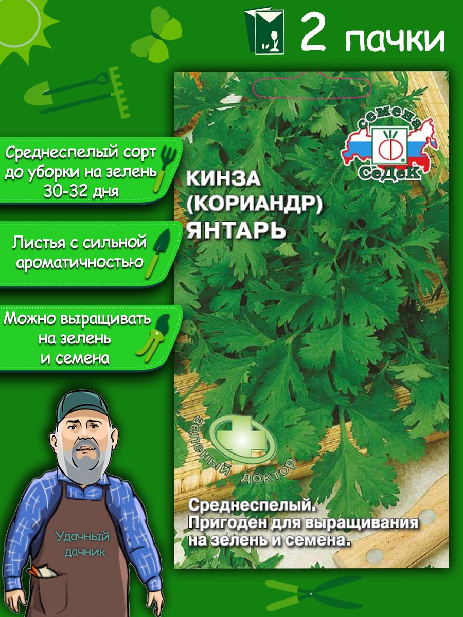 Кориандр янтарь описание сорта фото