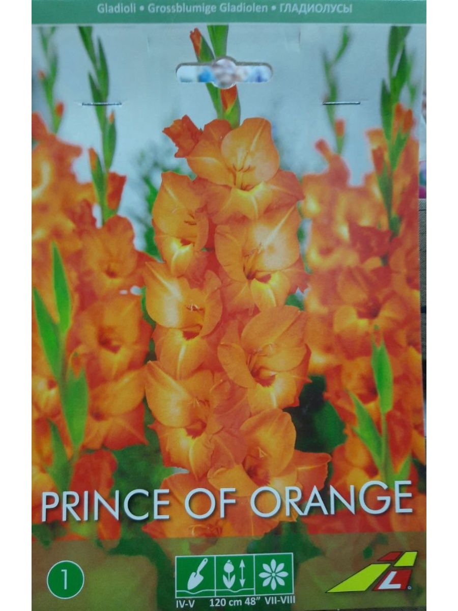 Гладиолус принц оф оранж фото и описание