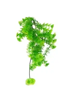 Растение для террариумов "Turtle Plant Horn Fern", 40см