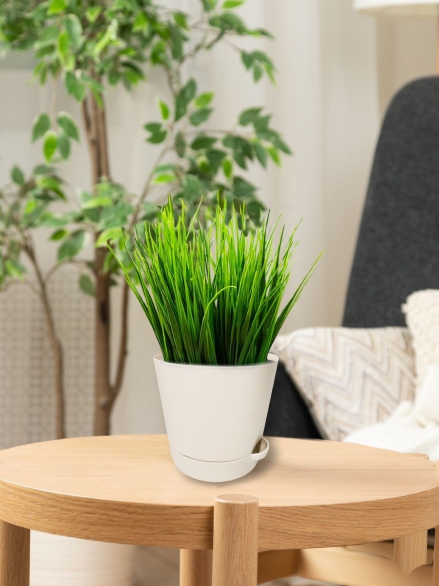 Маленькое растение на стол