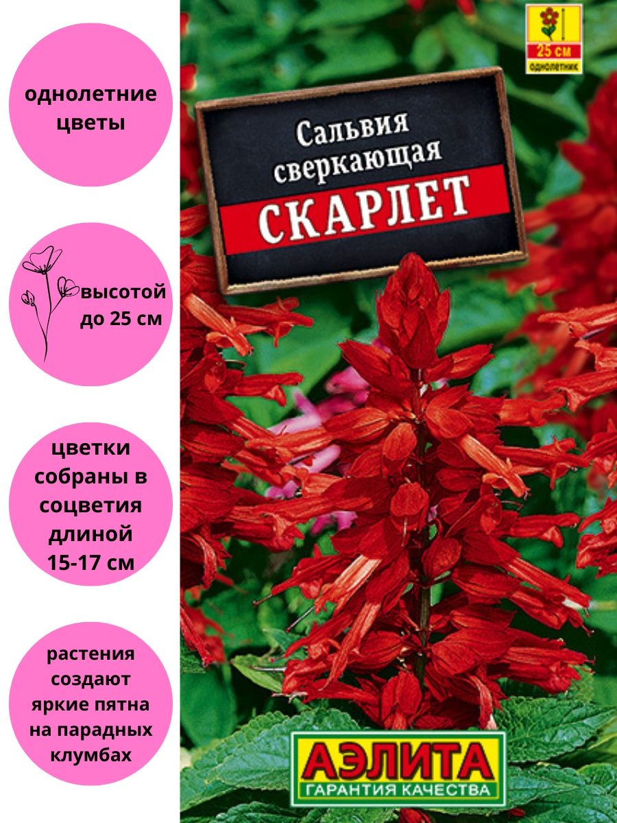 Сальвия сверкающая Скарлет