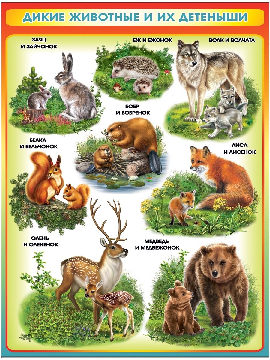Плакат с дикими животными для детей