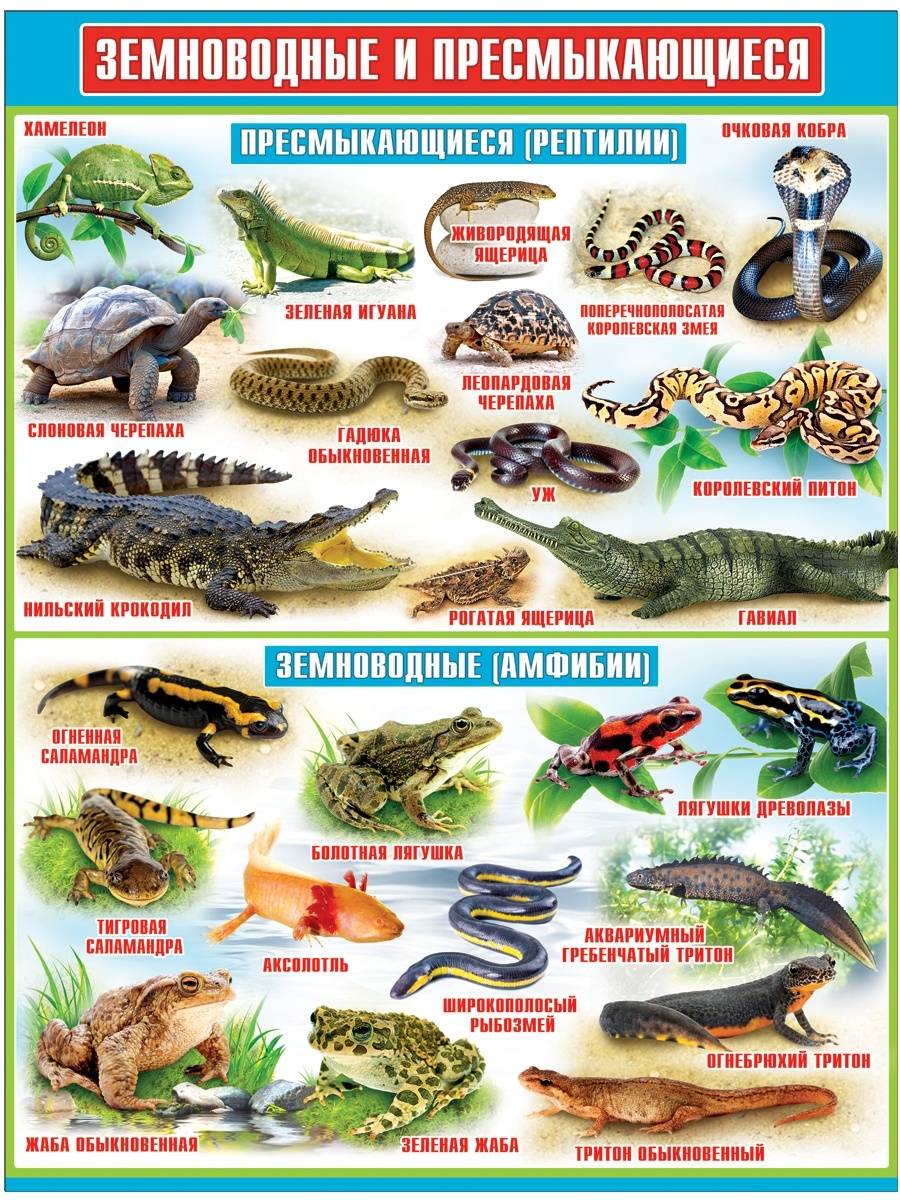 Земноводные и пресмыкающиеся. Земноводные плакат. Земноволные и пресмыкабщие. Плакат земноводные и пресмыкающиеся.