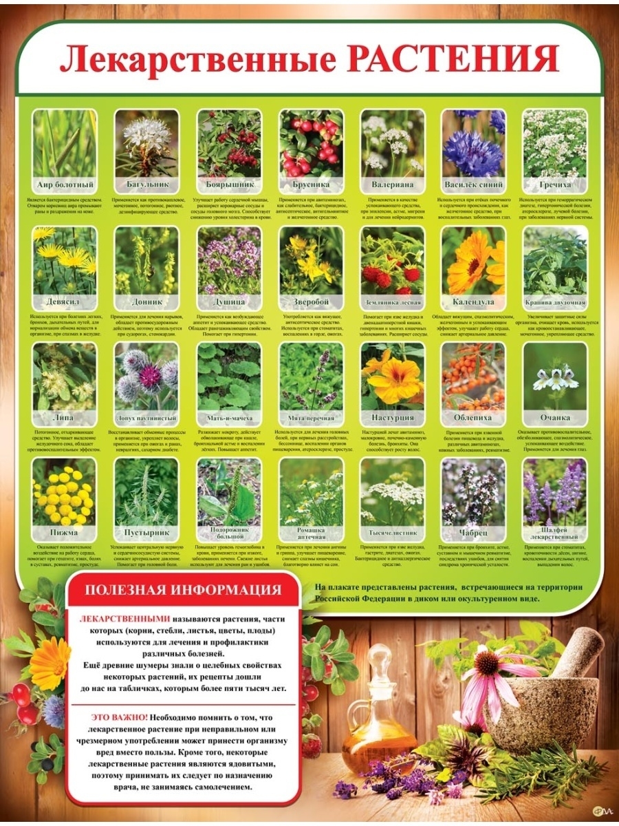 Плакат лекарственные растения