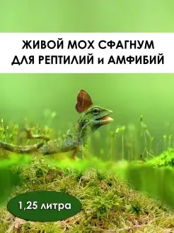 Мох сфагнум для улиток, рептилий, амфибий