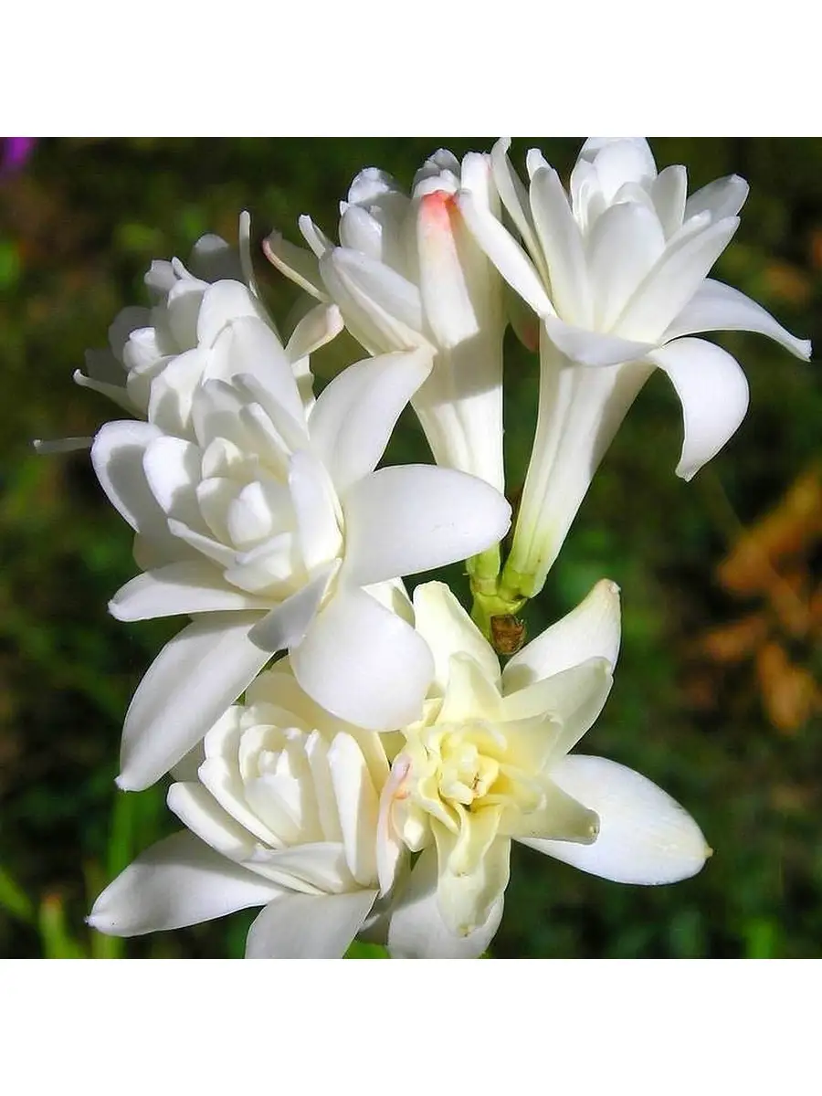 Цветы с сильным запахом. Цветок полиантес Тубероза. Полиантес Тубероза Перл. Тубероза (Polianthes tuberosa). Тубероза (полиантес клубненосный).