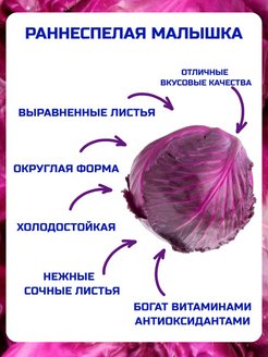 Схема посадки краснокочанной капусты