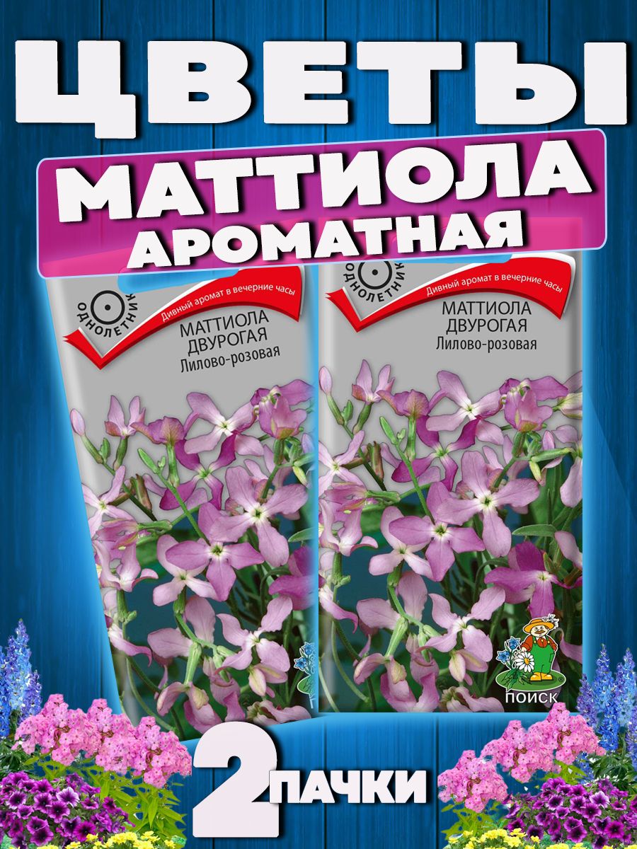 Маттиола двурогая лилово розовая фото