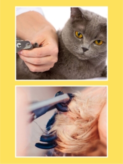 Как подстричь когти кошке в домашних условиях когтерезкой фото пошагово