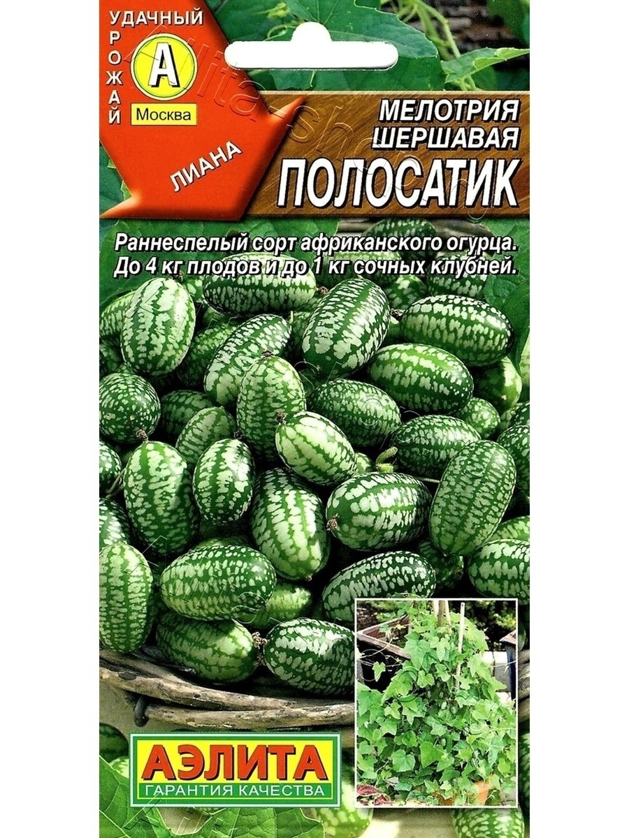 Лесландия арбузный огурец отзывы. Мелотрия (Мышиная дыня) полосатик. Семена мелотрия полосатик. Мелотрия шершавая полосатик. Мелотрия сорт Мышиная дыня.