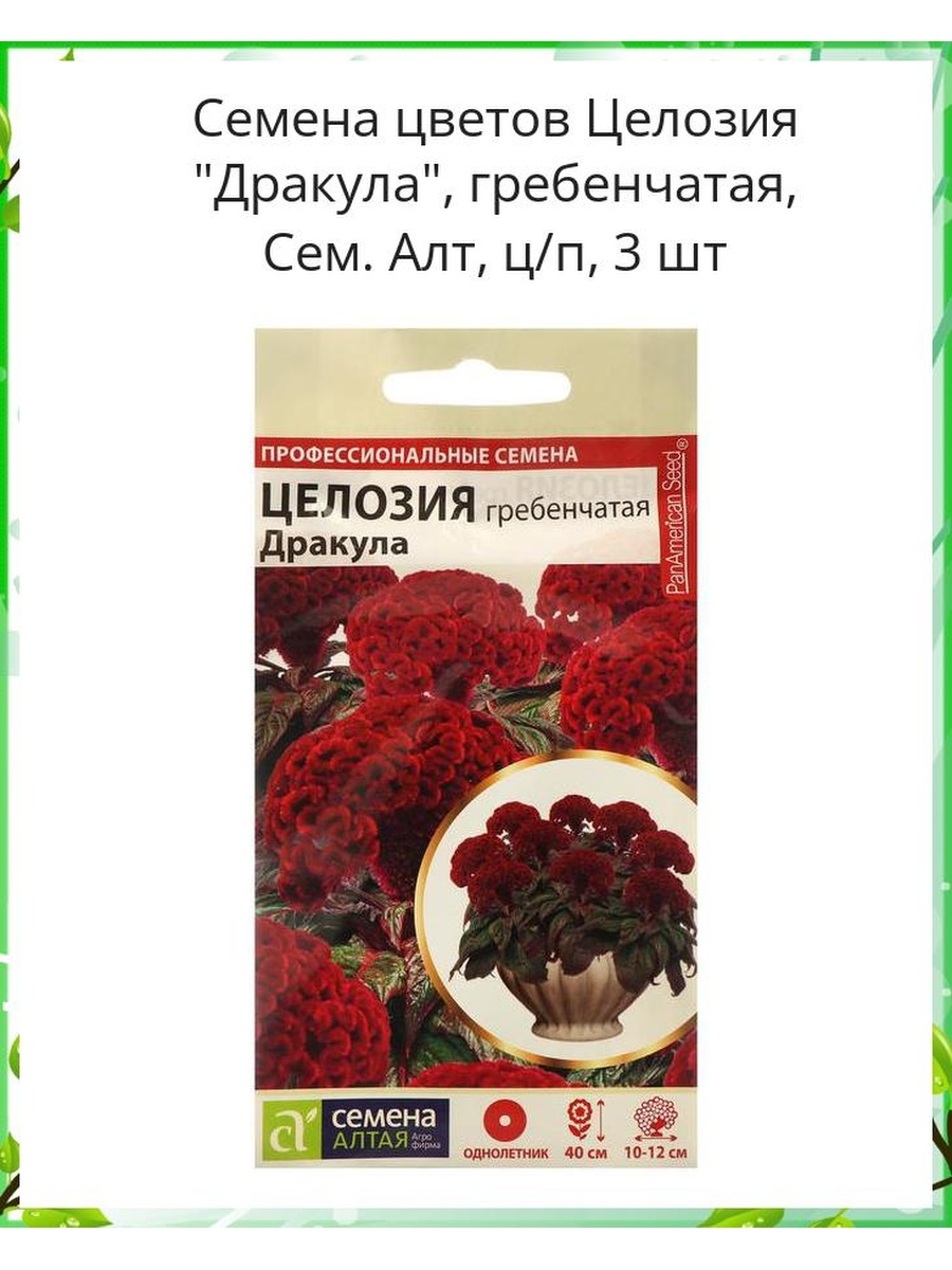 Семена алтая интернет магазин в москве. Целозия Дракула гребенчатая. Целозия гребенчатая Dracula. Цветок целозия Дракула. Целозия Дракула гребенчатая красная /сем.Алтая/ 3 шт.