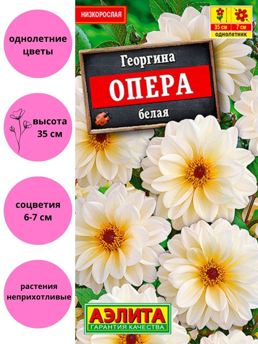 Георгина опера фото