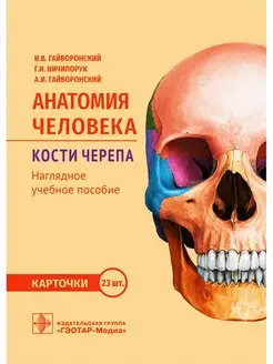 Анатомия человека. Кости черепа. Карточки