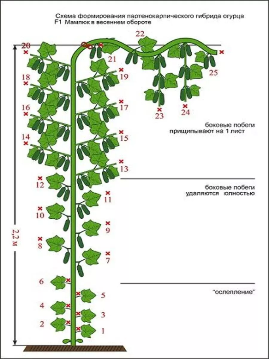 Схема формирования партенокарпических огурцов в теплице схема