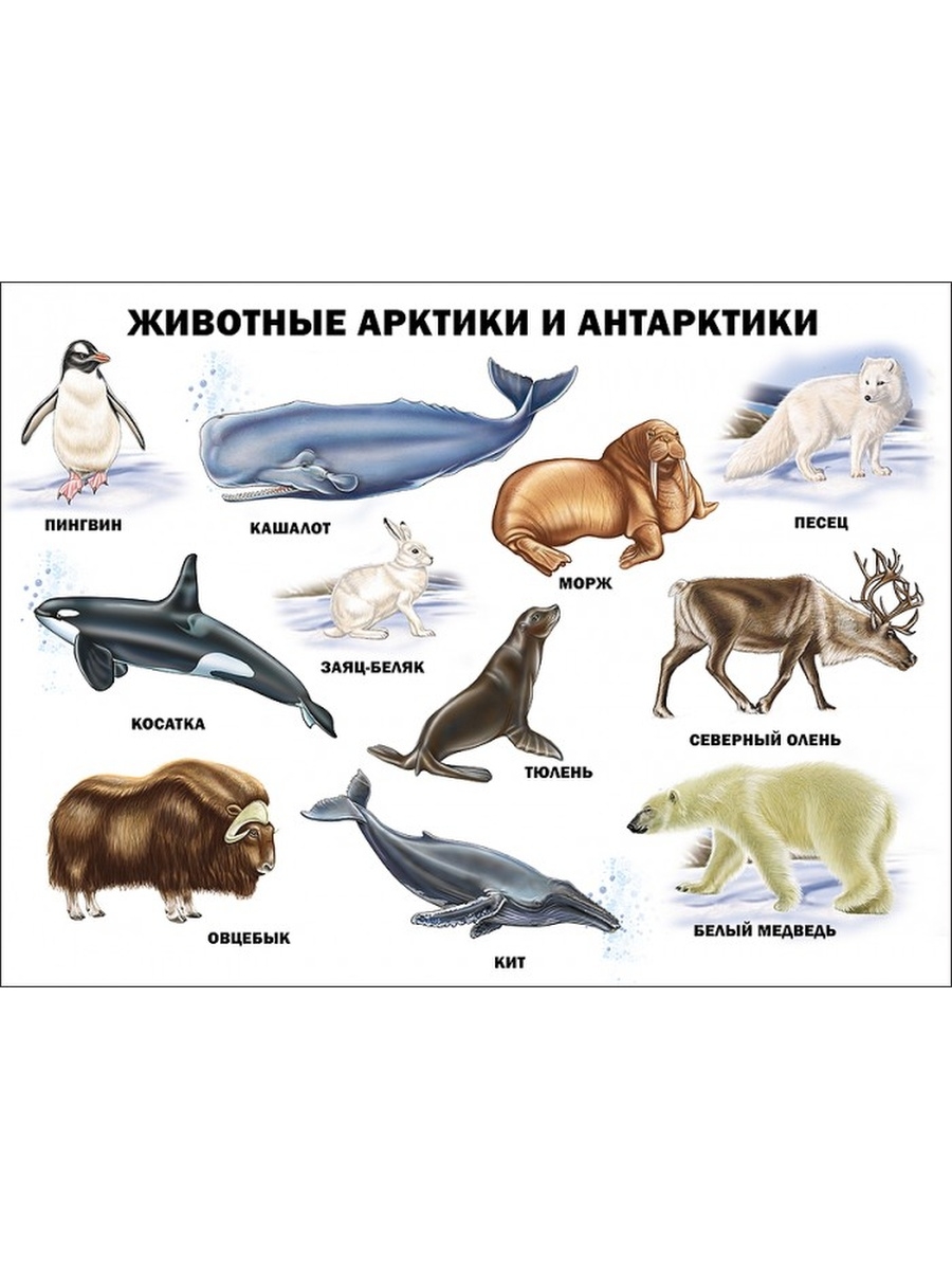 Плакат животные Арктики и Антарктики