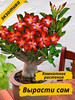 Подарочный набор для выращивания растений адениум бренд RuEl' продавец Продавец № 494843