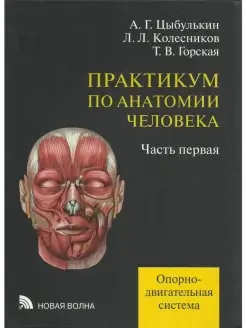 Практикум по анатомии человека. В 4-х ча