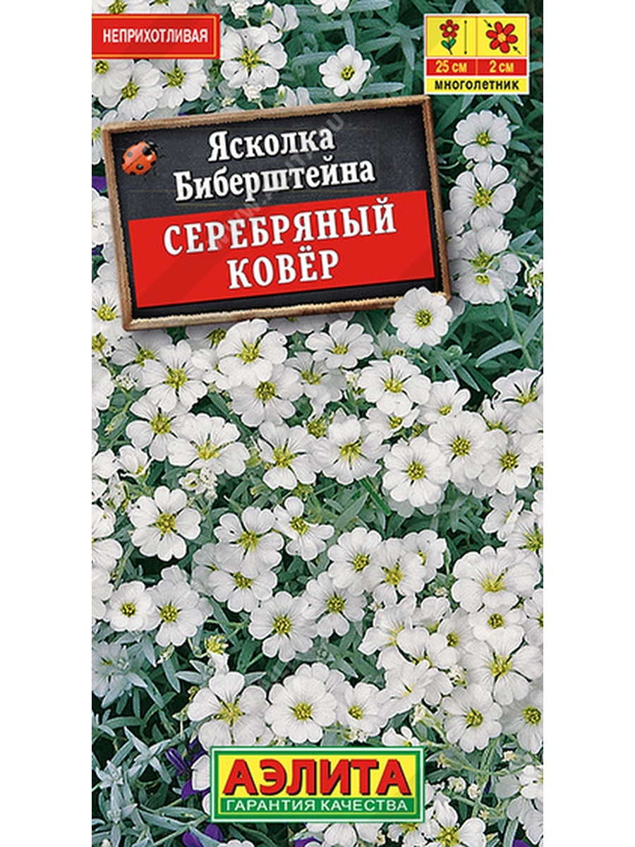 Ясколка Биберштейна серебряный ковёр