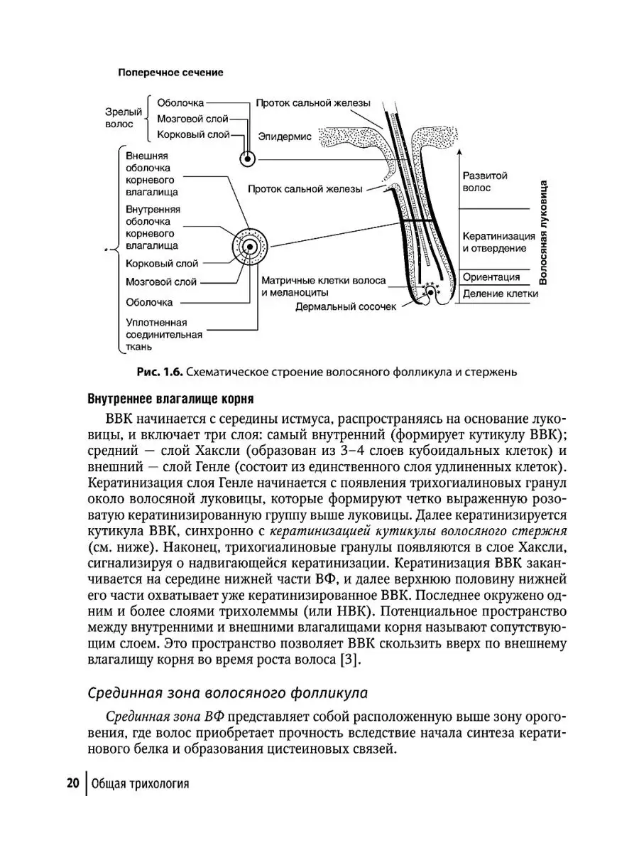 Клиническая трихология ГЭОТАР-Медиа 66865155 купить за 2 286 ₽ в  интернет-магазине Wildberries