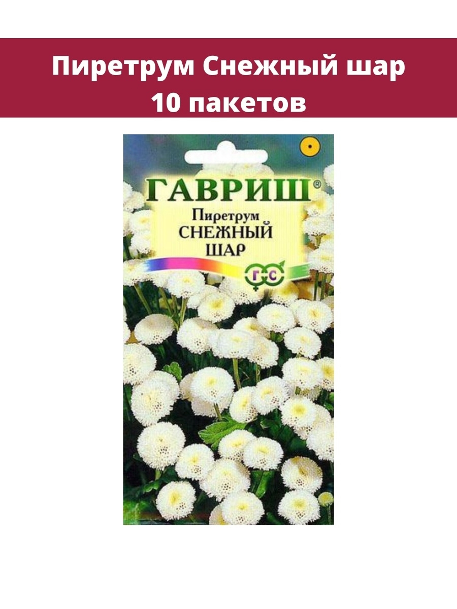 Пиретрум снежный шар фото