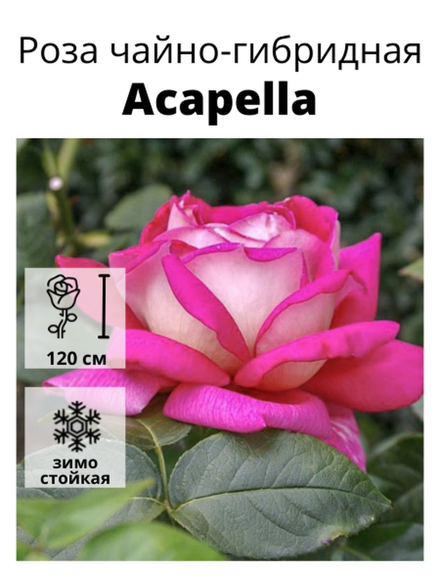 Роза акапелла (чайно-гибридная) артикул: 1032 обзор отзывы (0)