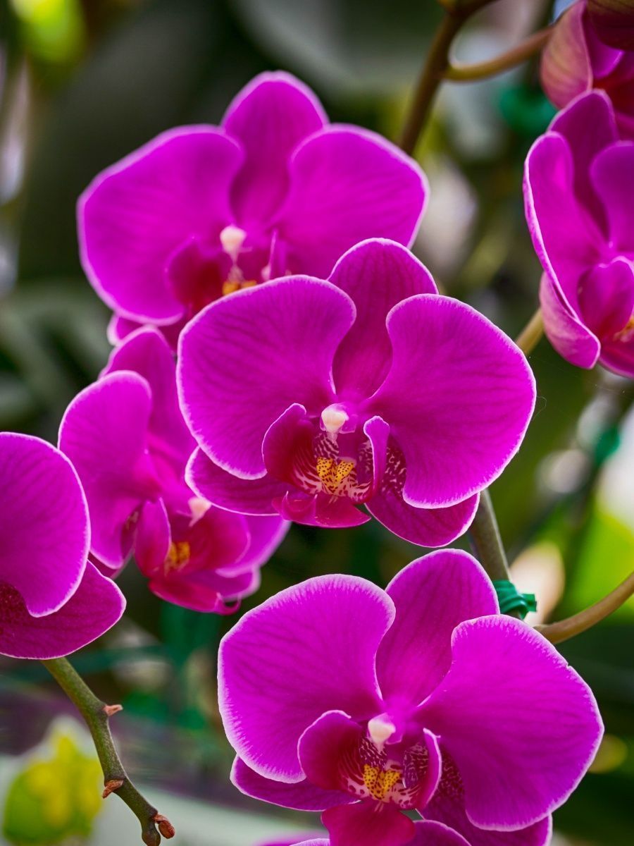 букеты с орхидеей ванда фото