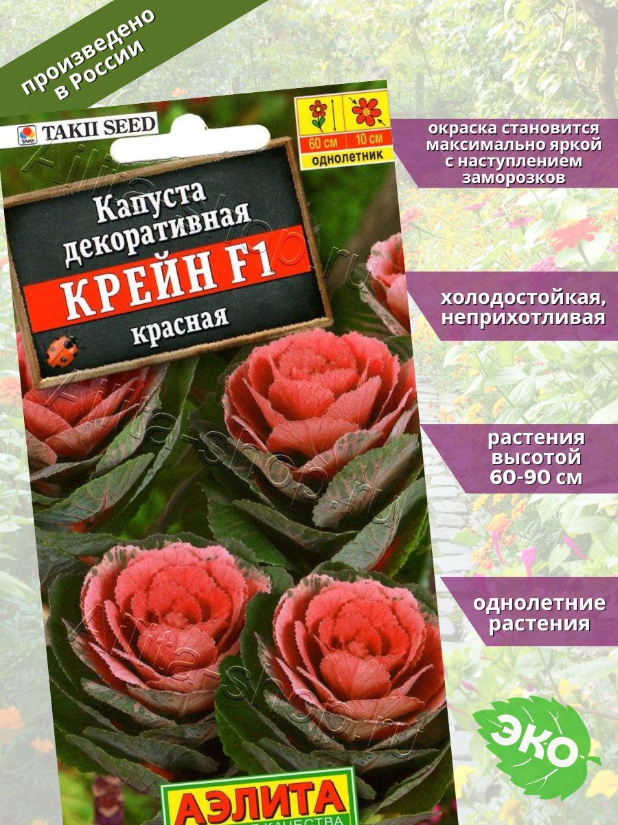 Капуста декоративная крейн пинк фото и описание