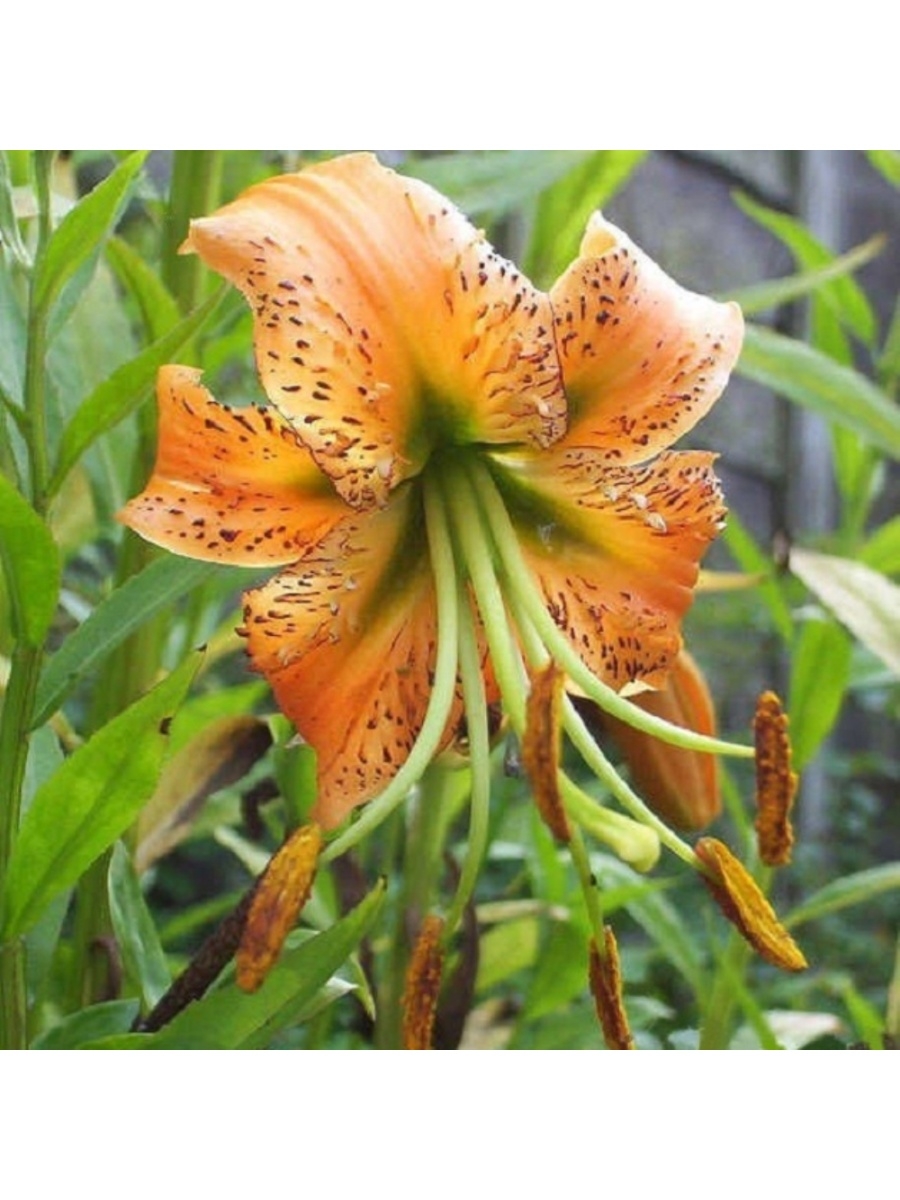 Lilium henryi