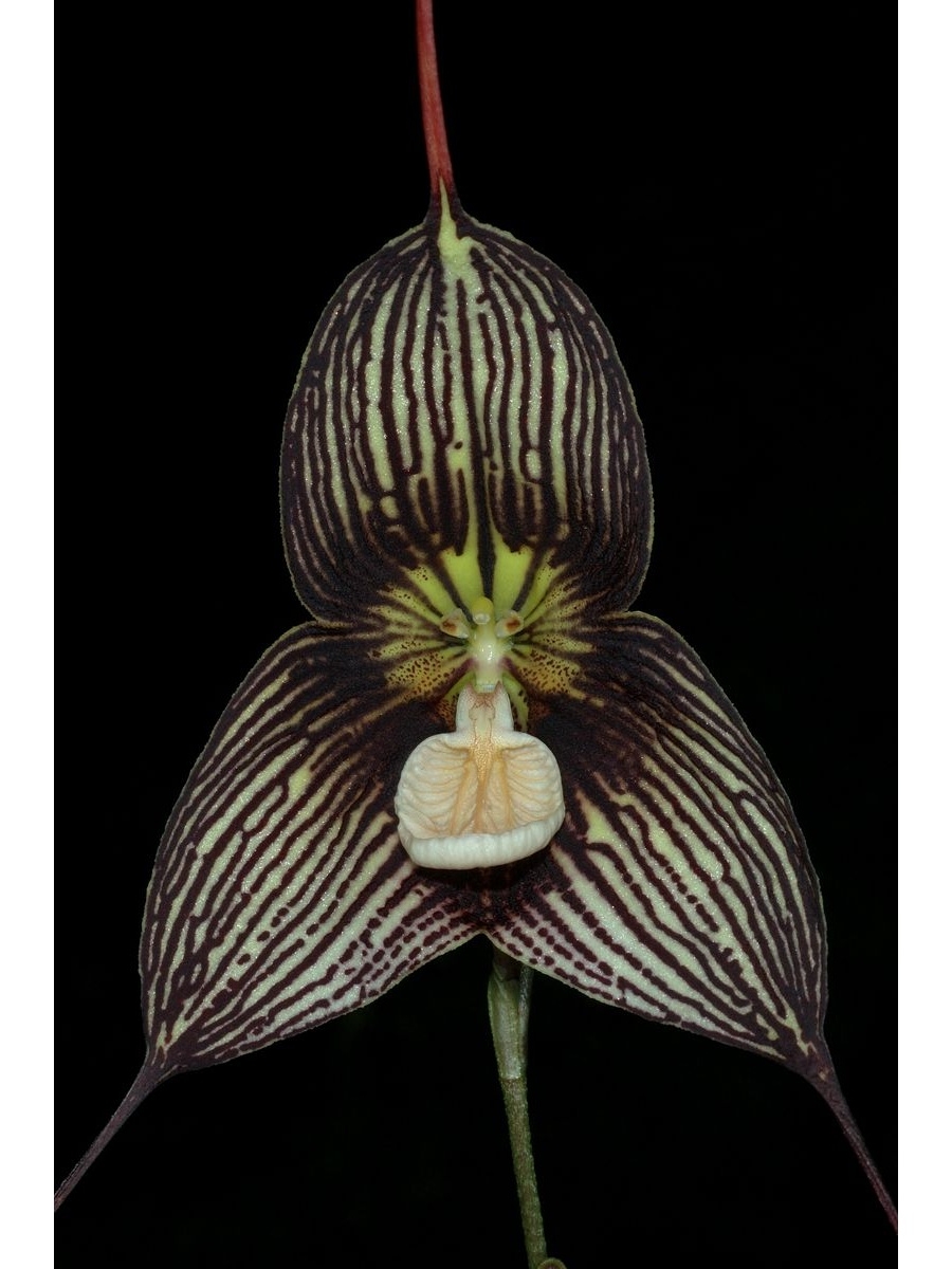 Орхидея Dracula radiella