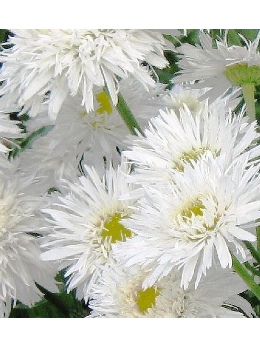 Нивяник (Leucanthemum) Санте