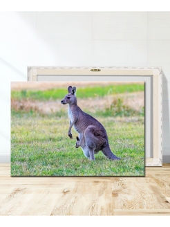 Кенгуру 2024. Картина кенгуру. Шампунь с картиной кенгуру.
