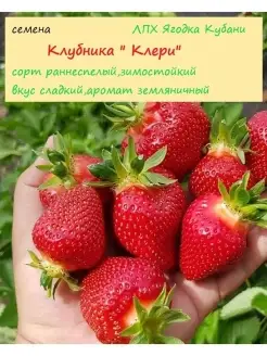 Клубника "Клери" семена 30 шт