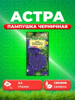 Астра помпонная черничный десерт