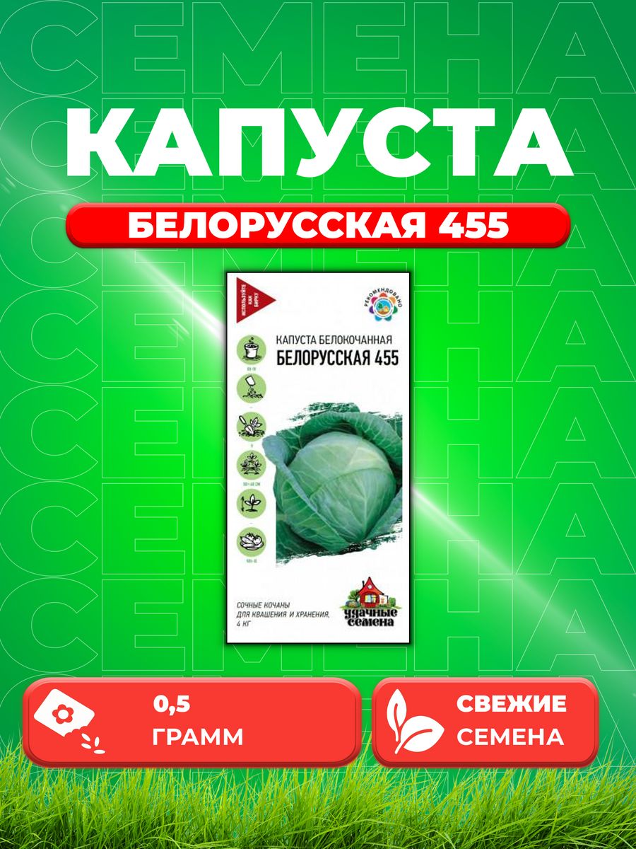 фото капусты белорусская